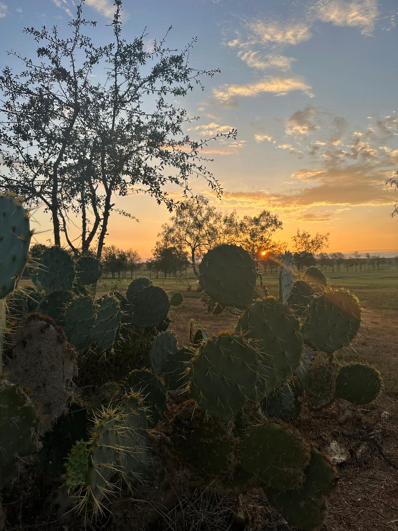 Prickly pear at sunrise