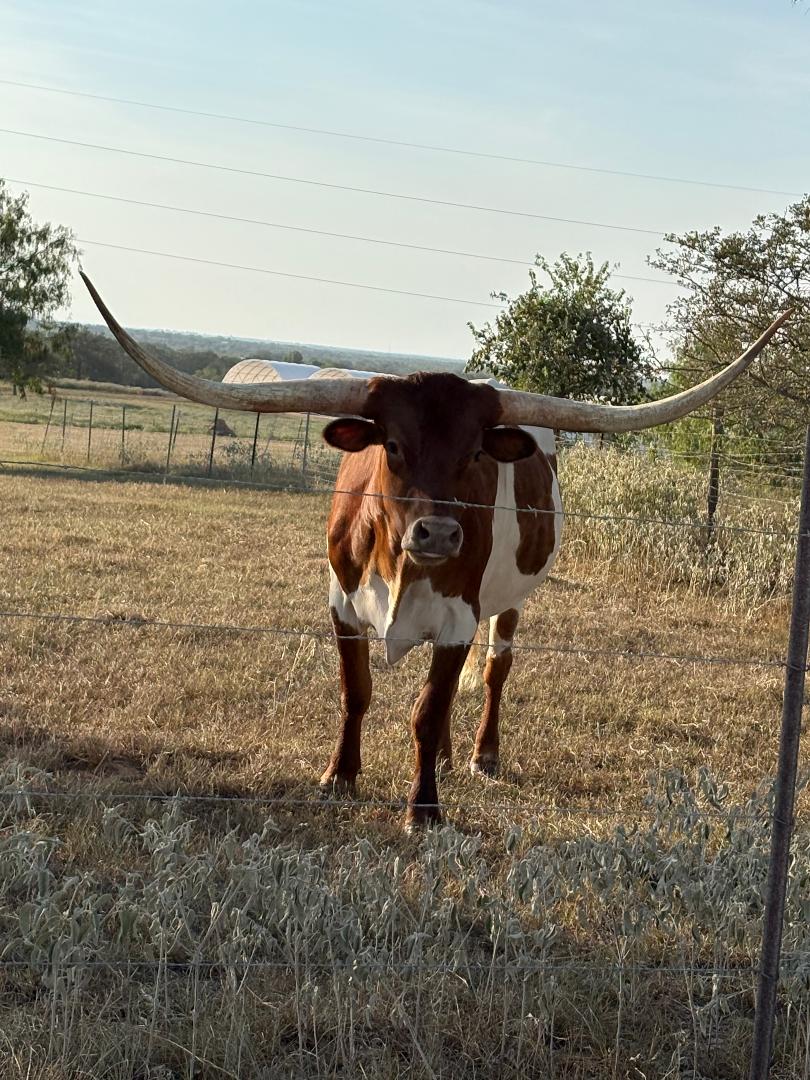 Texas longhorn near course